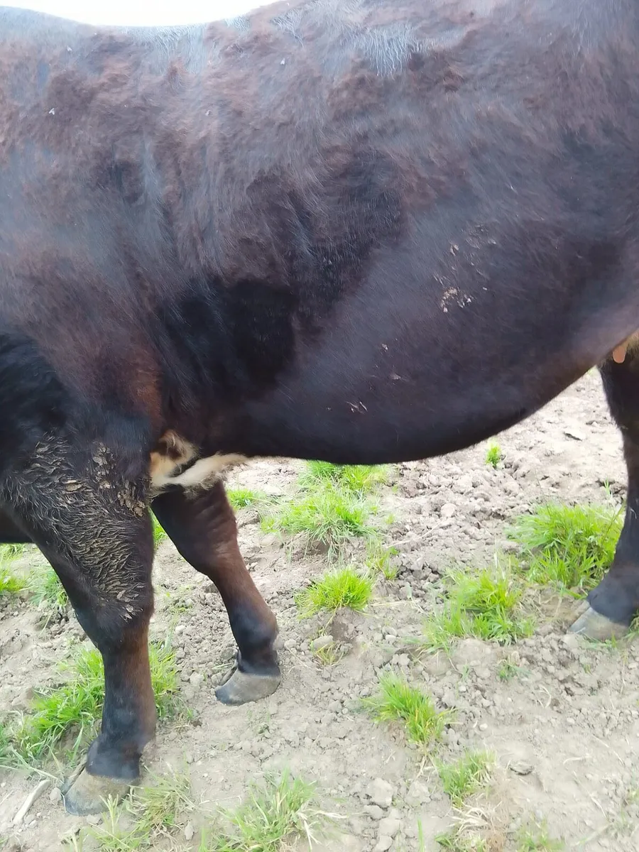 In calf heifer - Image 4