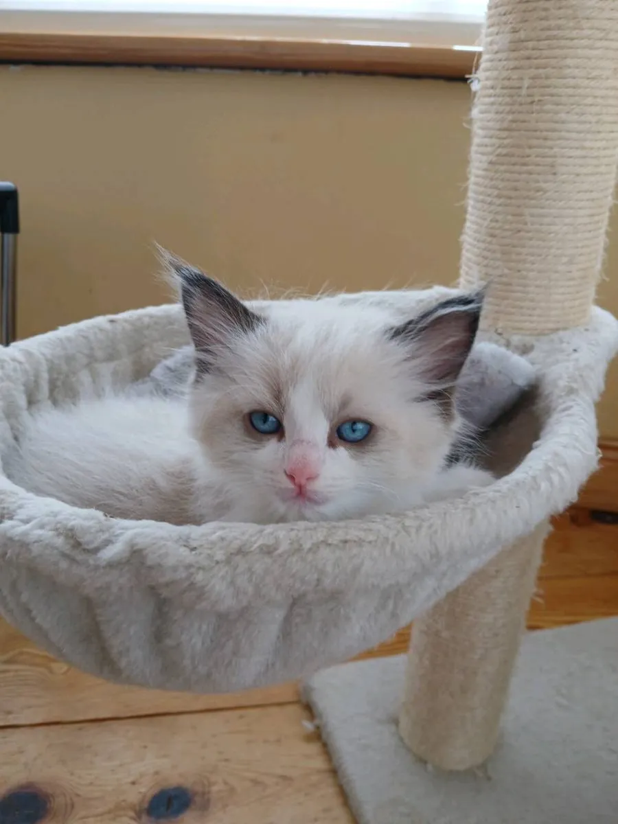 Ragdoll kittens - Image 1