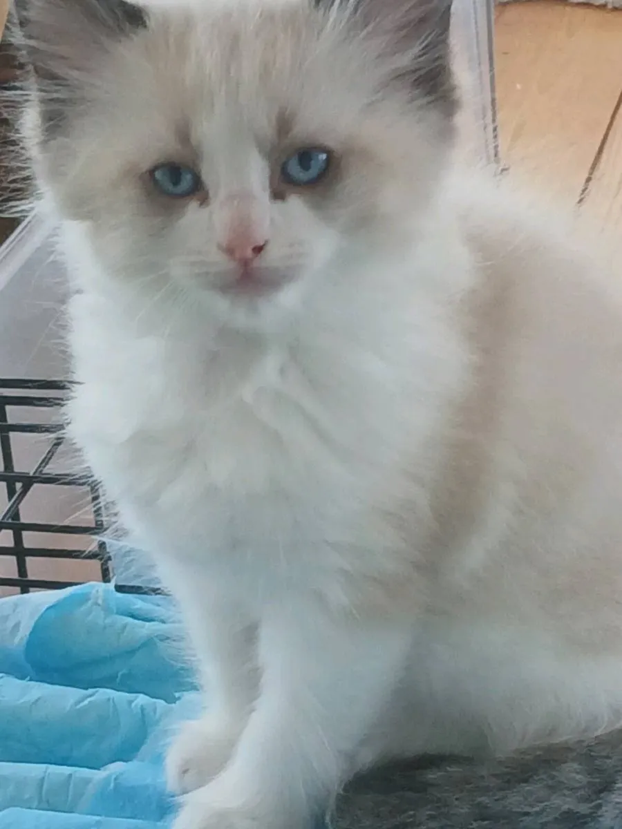 Ragdoll kittens - Image 2