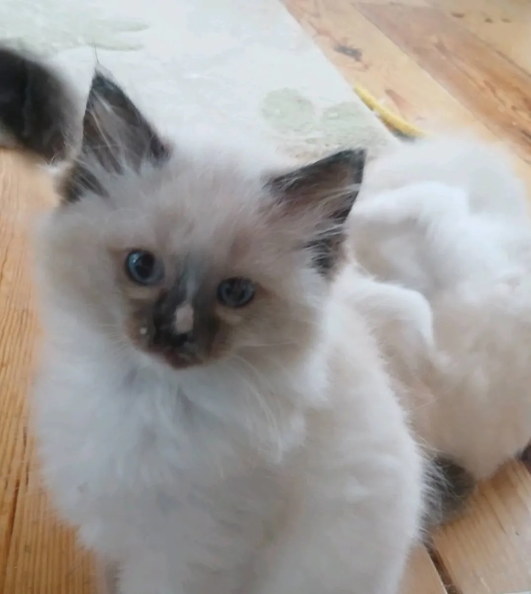 Ragdoll kittens - Image 3