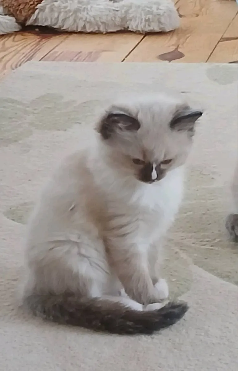 Ragdoll kittens - Image 4