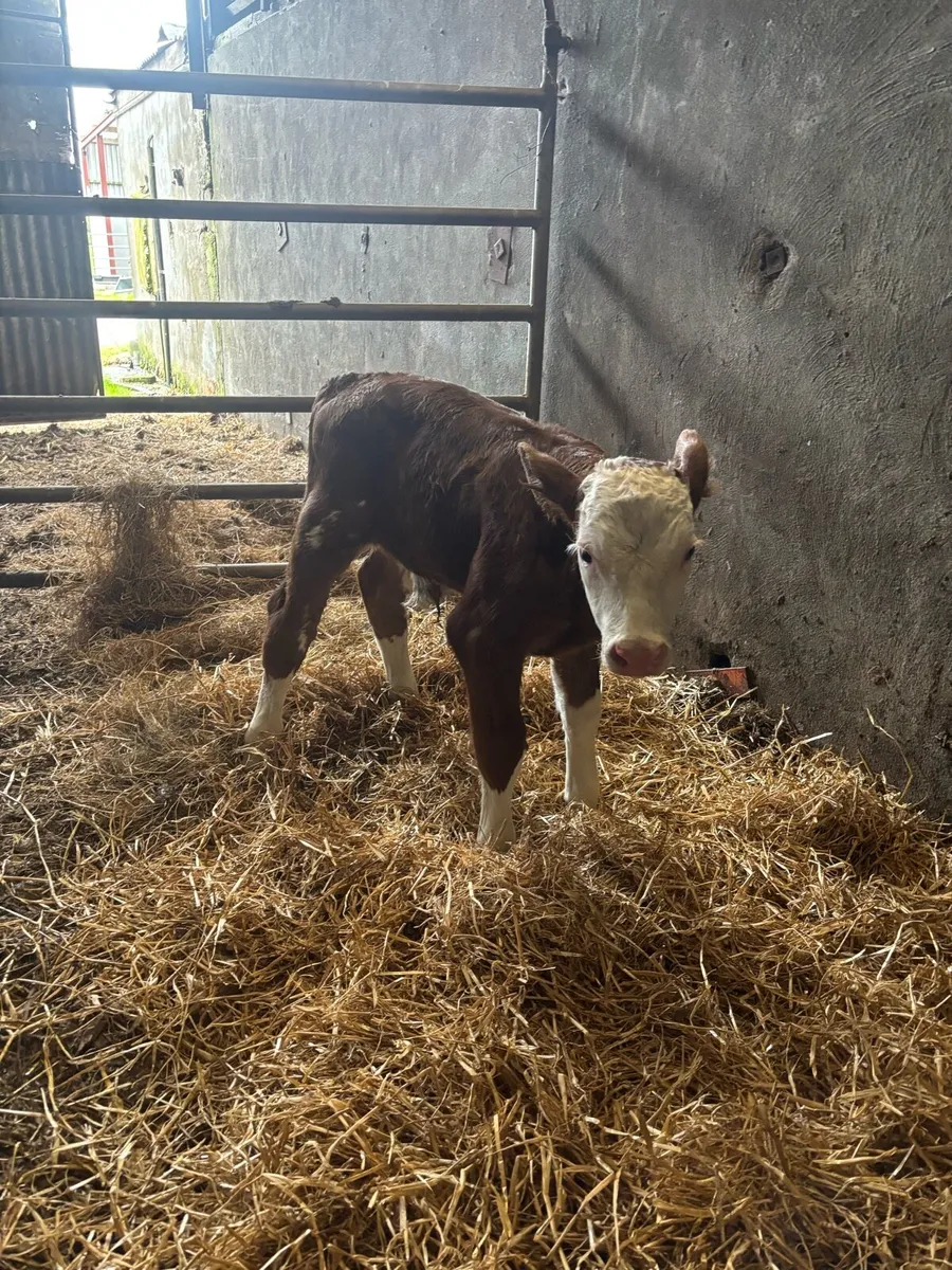 Simental Bull newborn calf - Image 1
