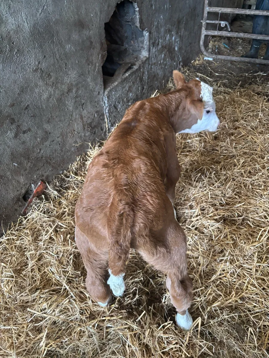 Simental Bull newborn calf - Image 2