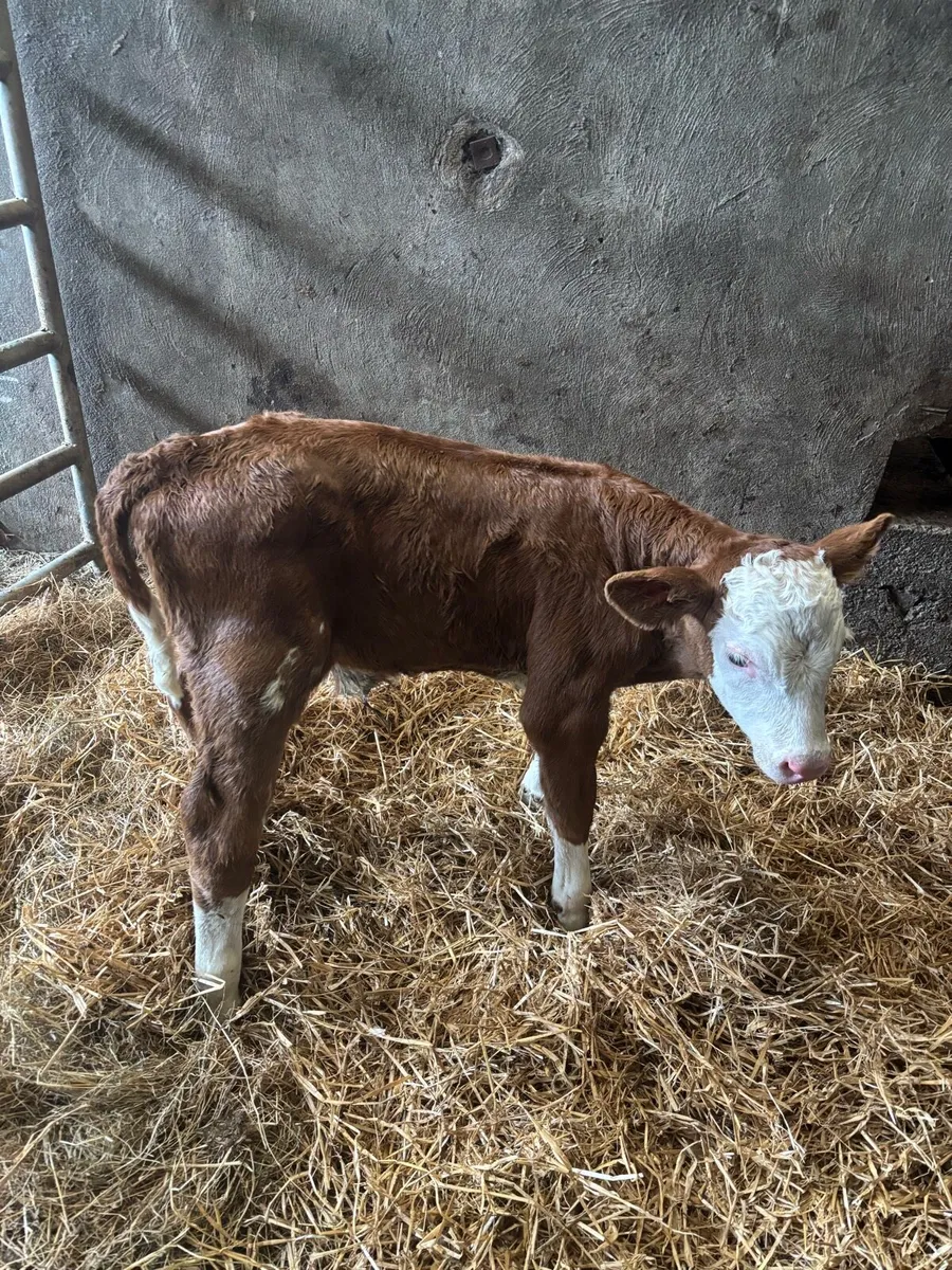 Simental Bull newborn calf - Image 3
