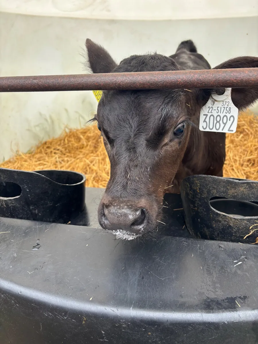 Calves - Image 3