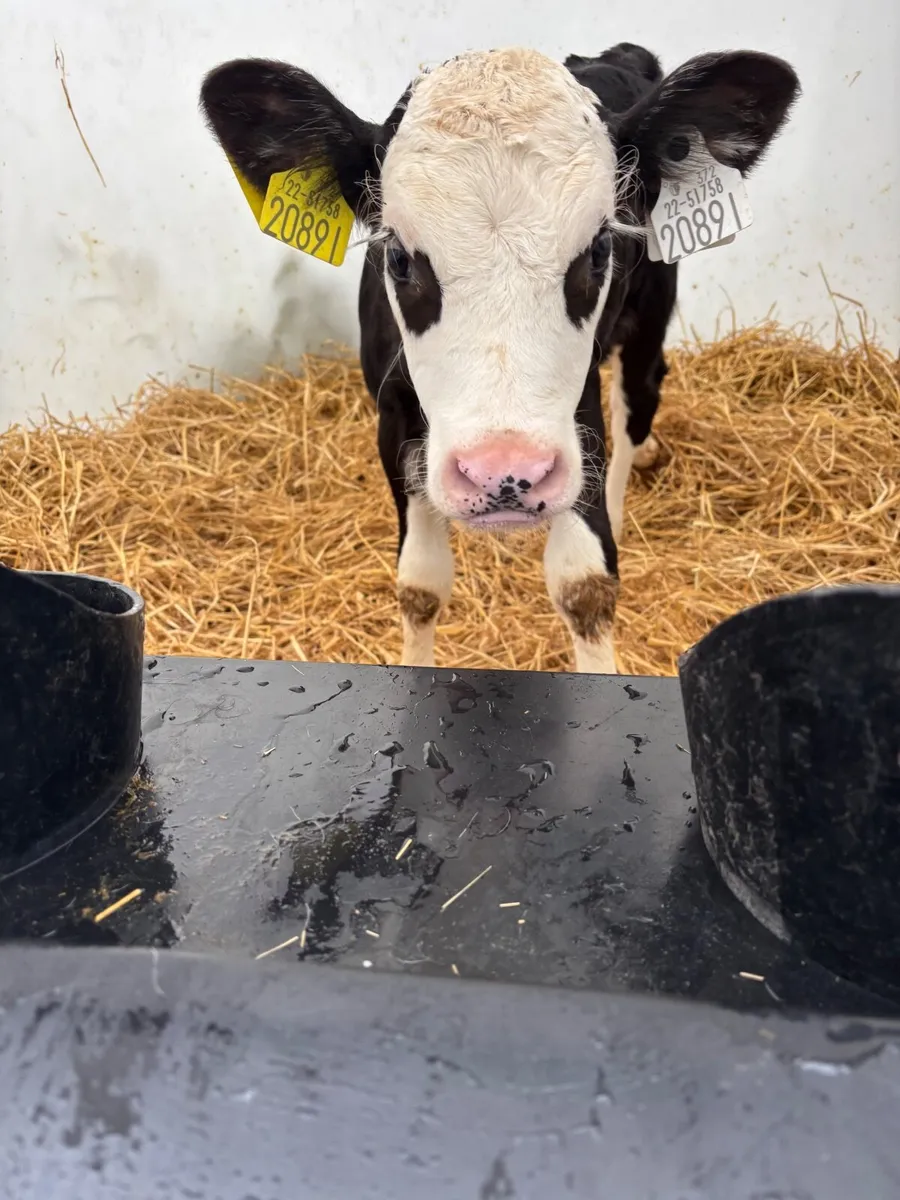 Calves - Image 1