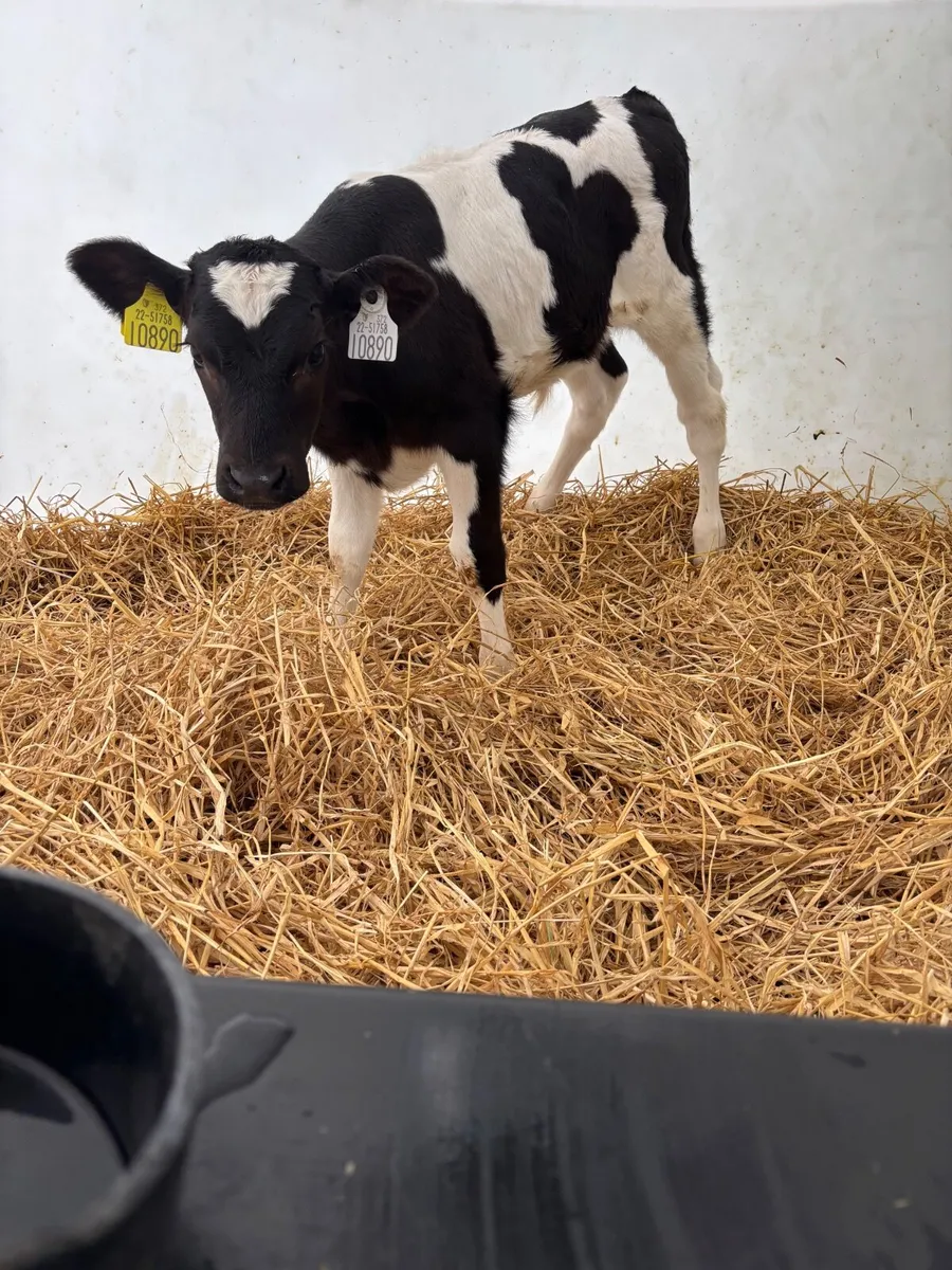Calves - Image 4