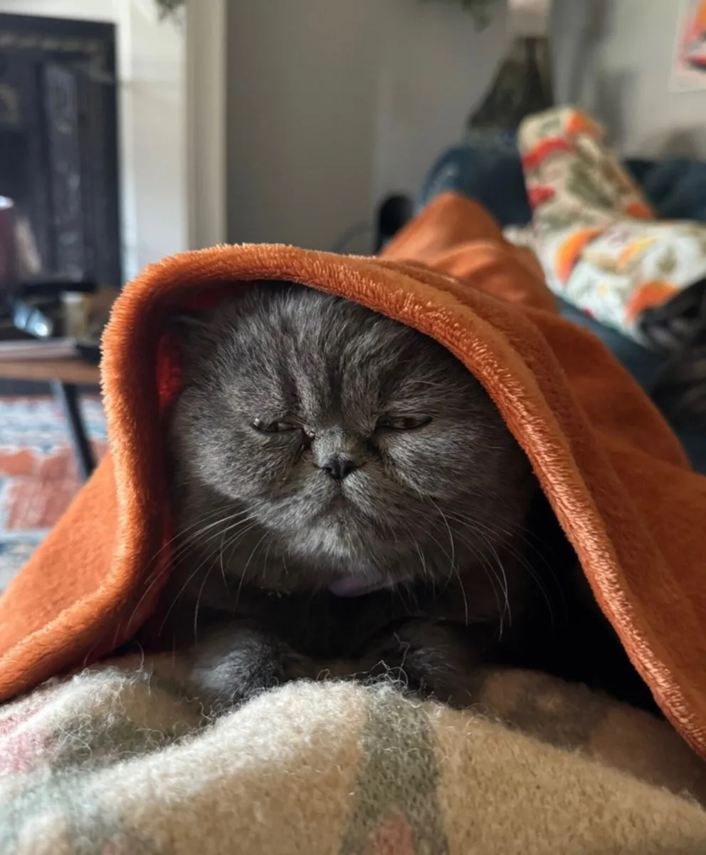 Persian Cat - Image 3