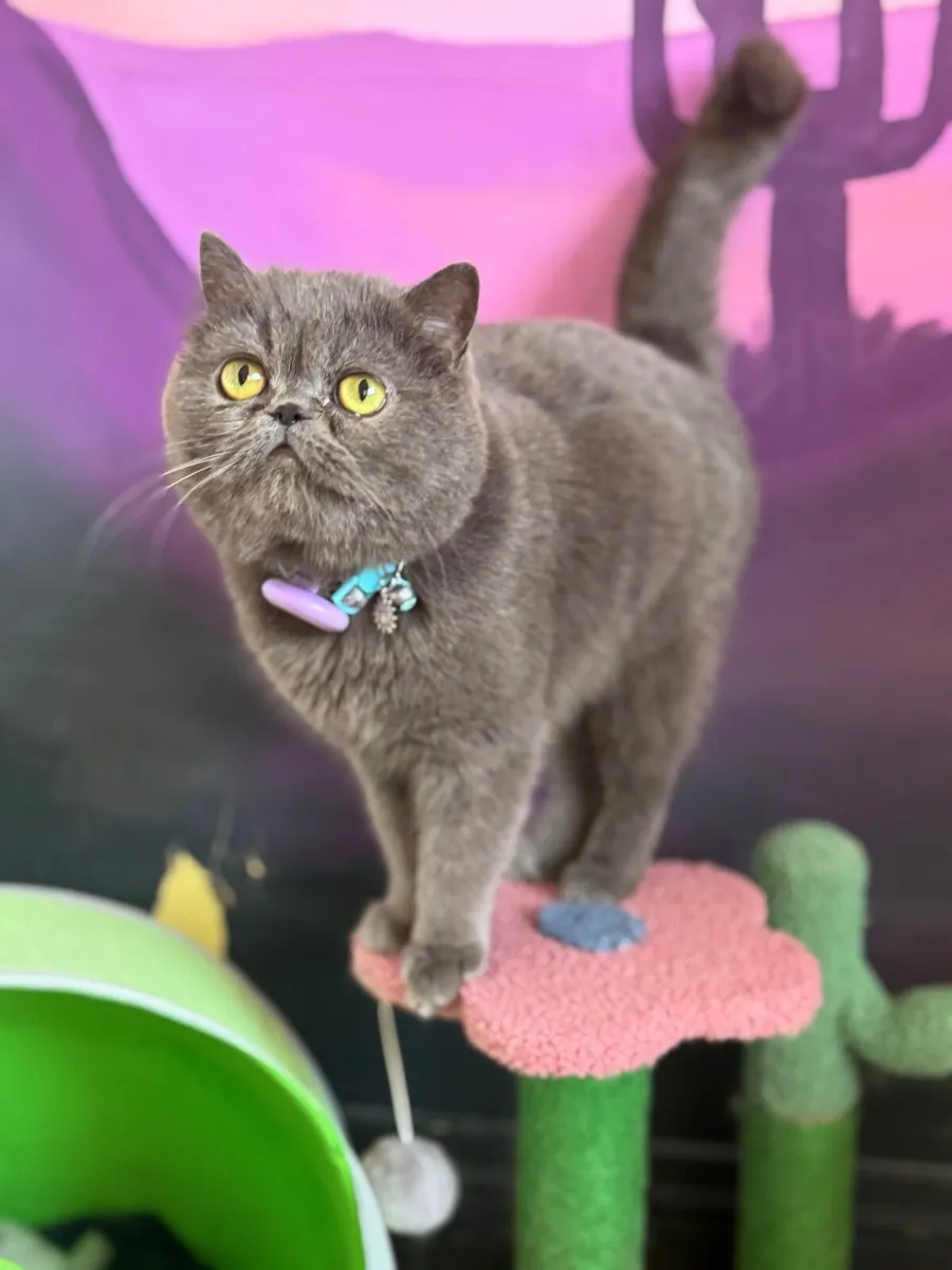 Persian Cat - Image 4
