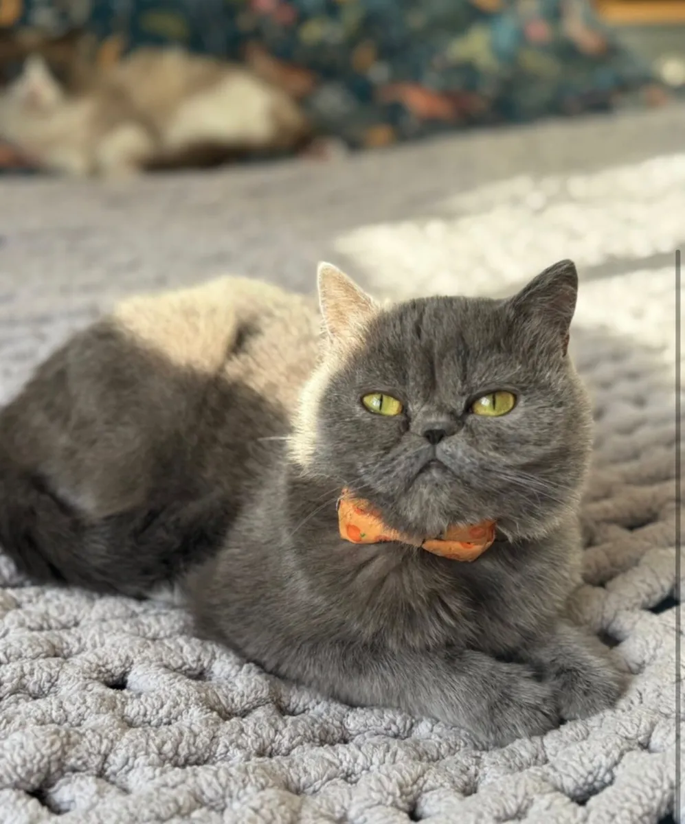 Persian Cat - Image 2