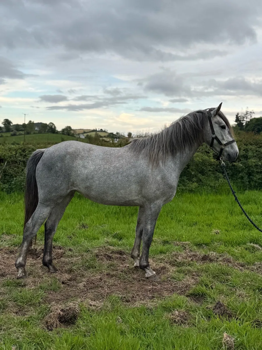 !* 3yr 15.1 RID Mare *! - Image 2