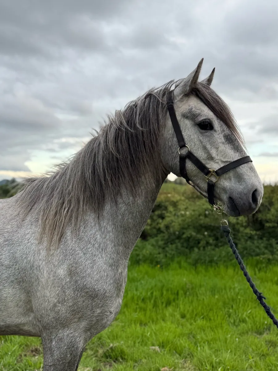 !* 3yr 15.1 RID Mare *! - Image 3