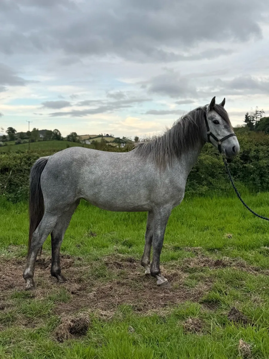 !* 3yr 15.1 RID Mare *! - Image 4