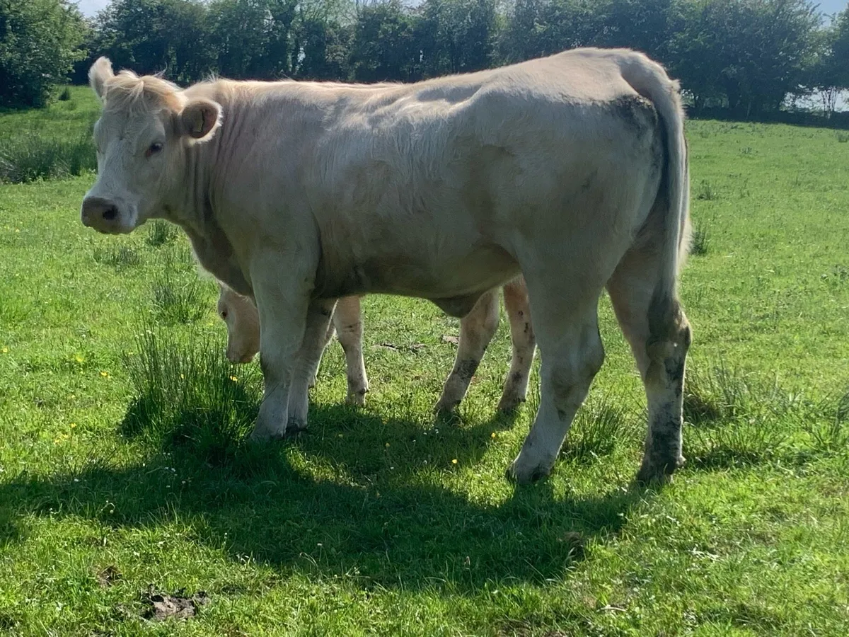 Purebred registered charlaois cow and calf - Image 3