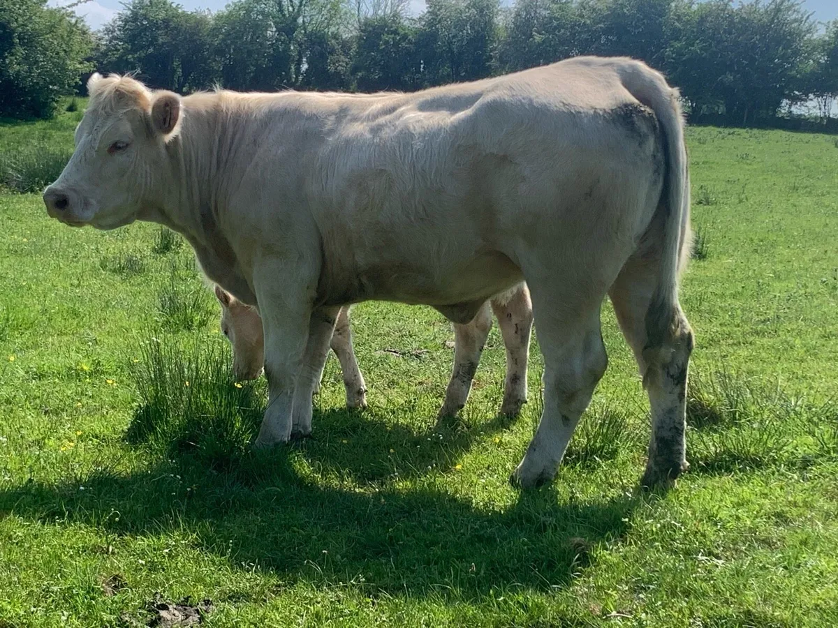 Purebred registered charlaois cow and calf - Image 1