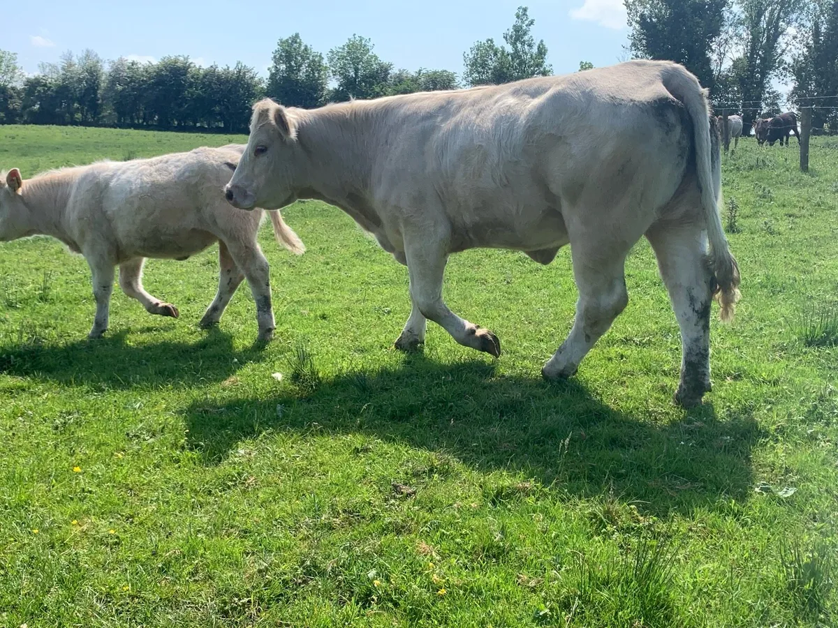Purebred registered charlaois cow and calf - Image 4