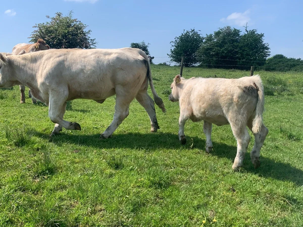 Purebred registered charlaois cow and calf - Image 2