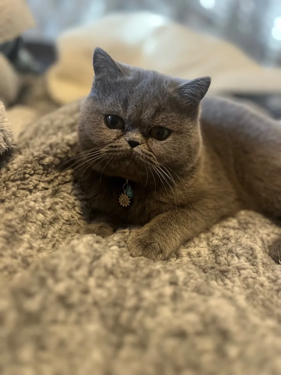 Persian Cat - Image 1