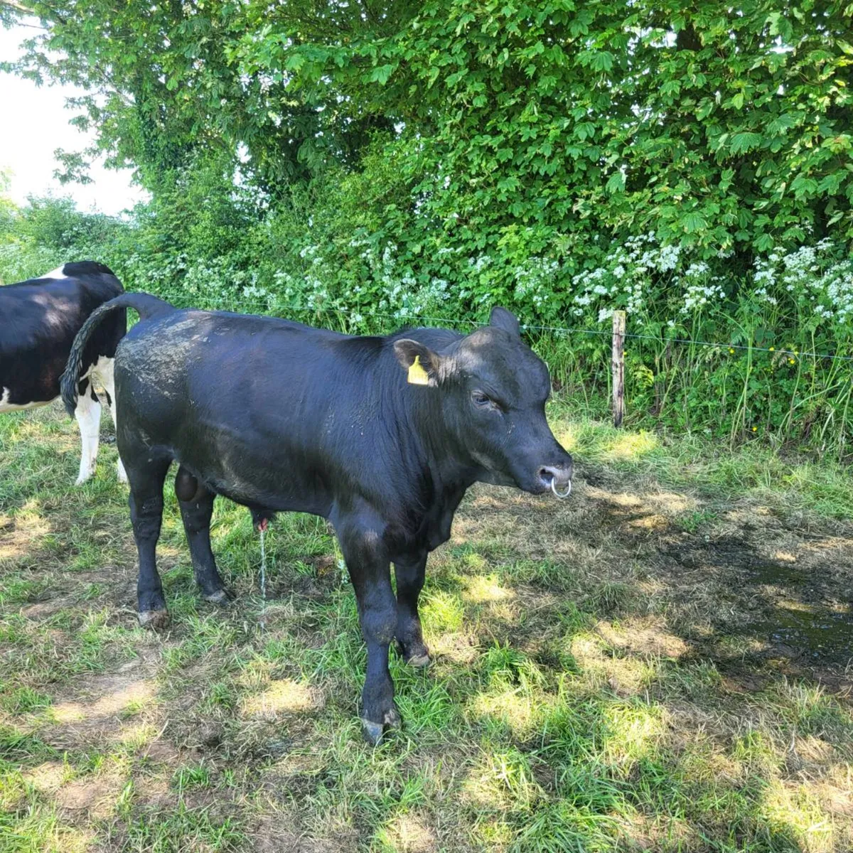 Pedigree angus bulls - Image 2
