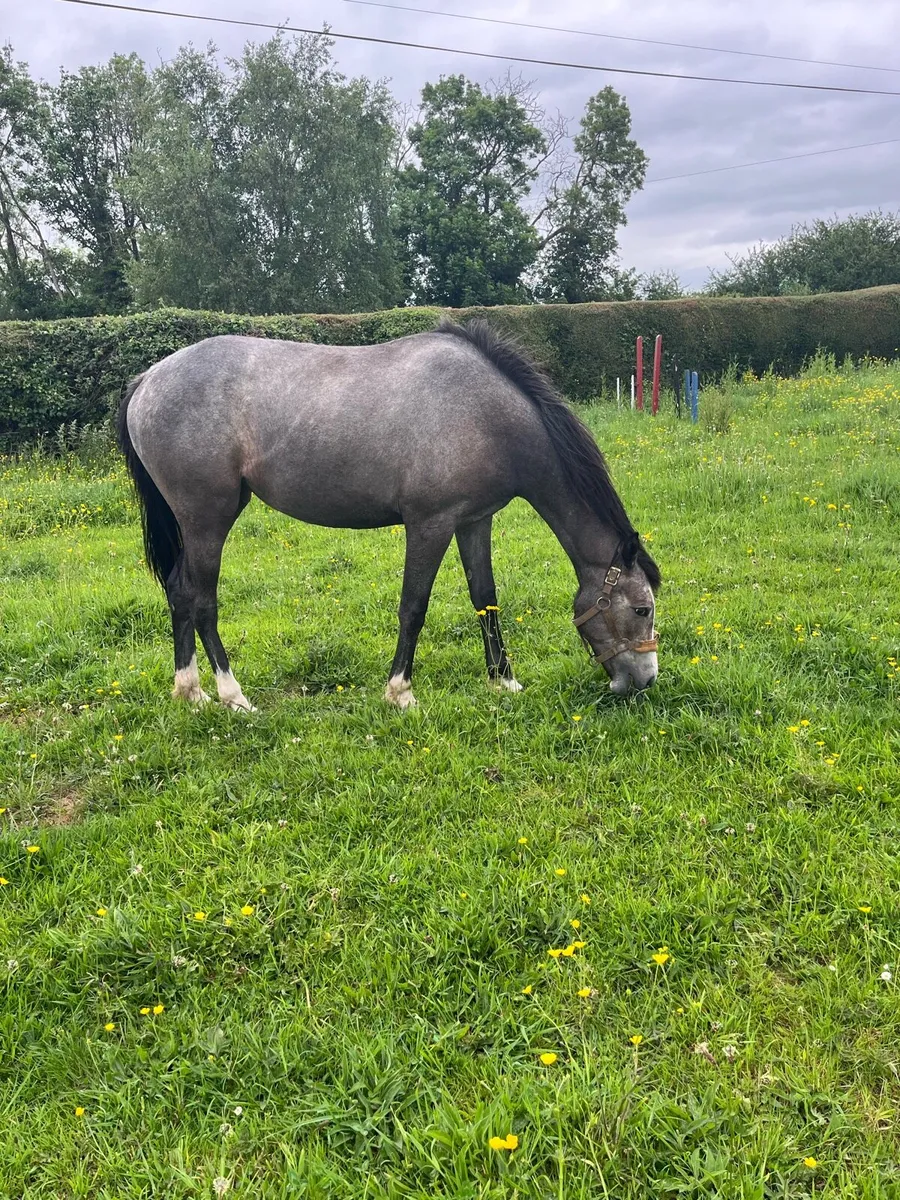 2 lovely young Horses - Image 1