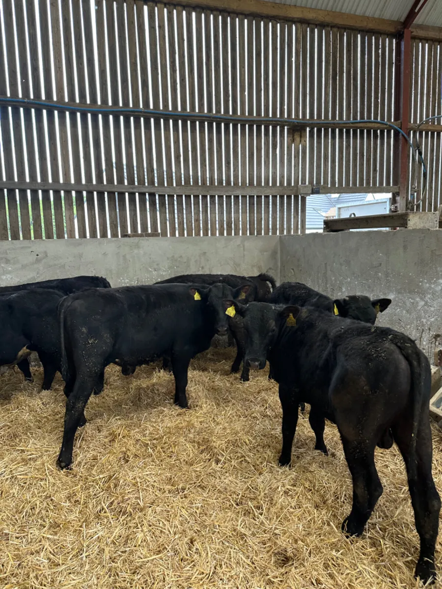 Angus and lim bulls - Image 4