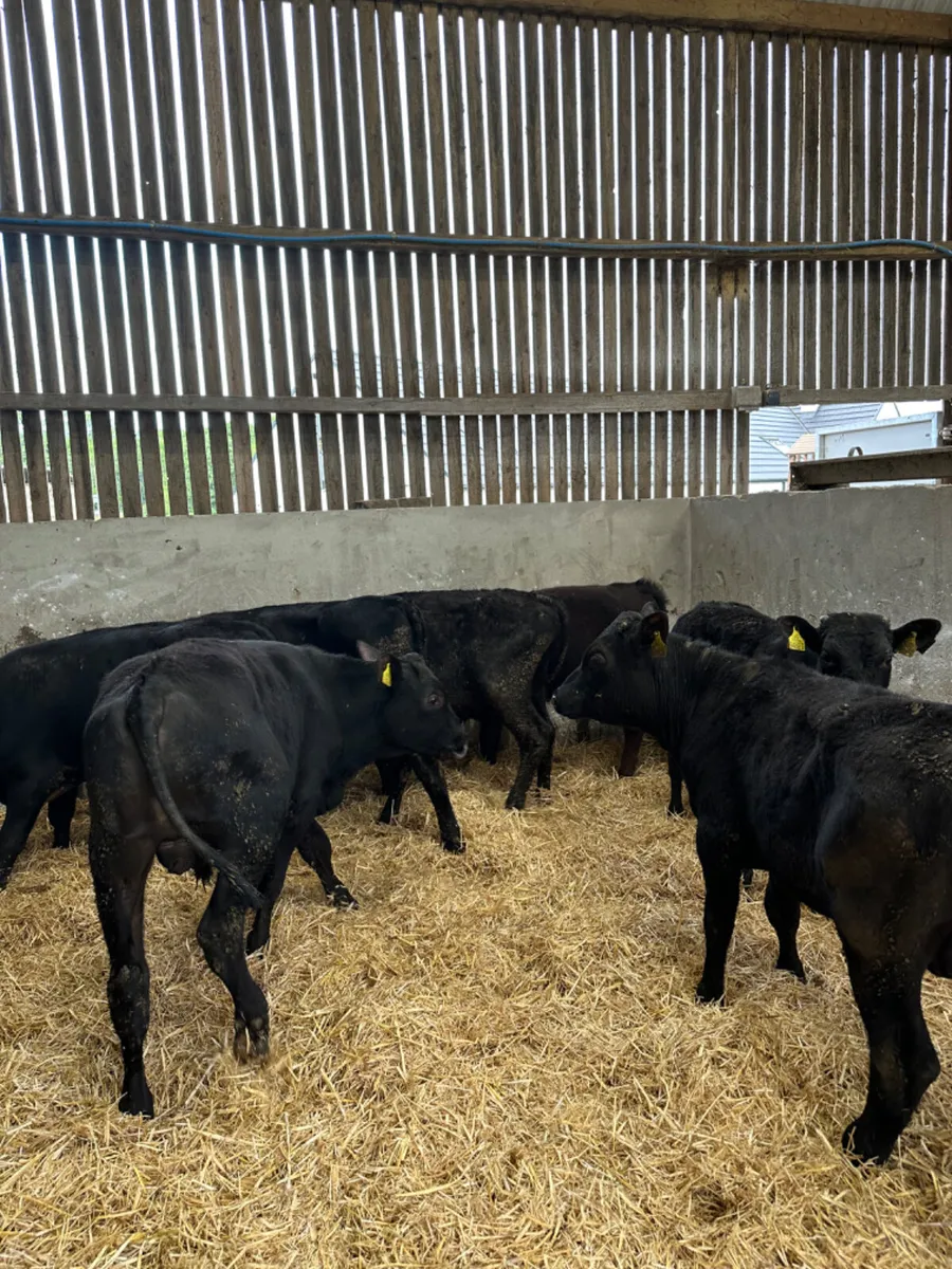 Angus and lim bulls - Image 3