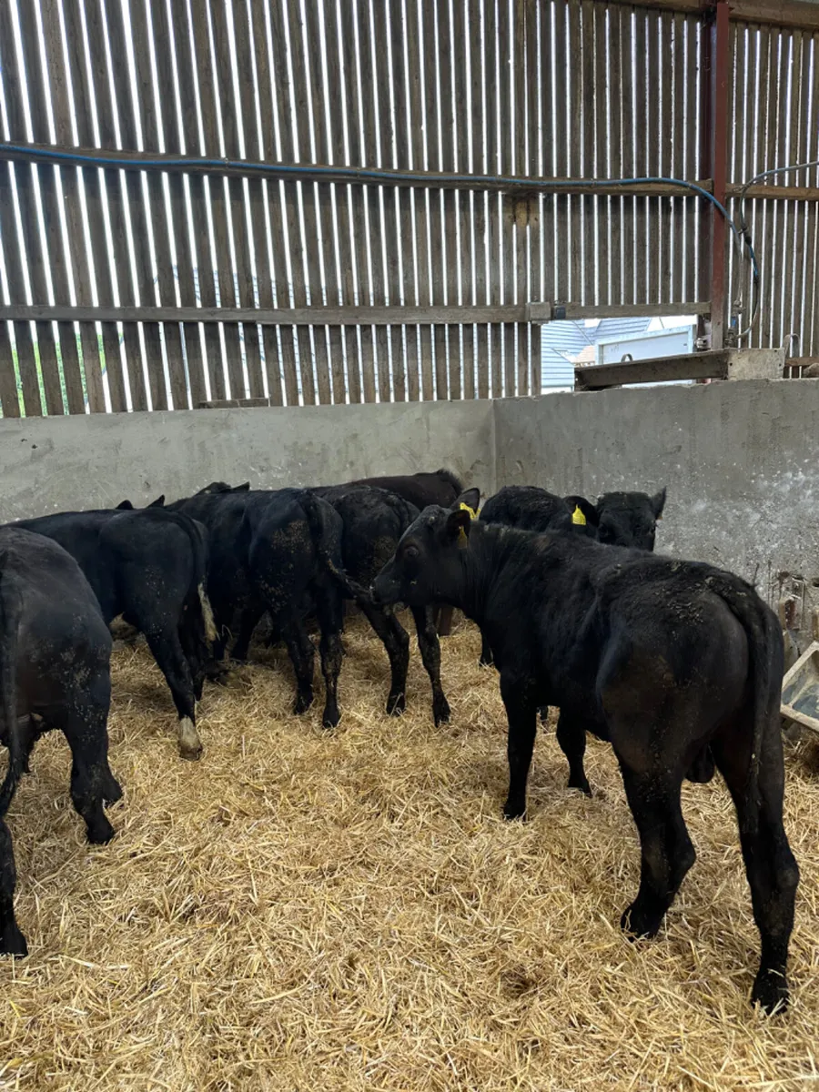 Angus and lim bulls - Image 1