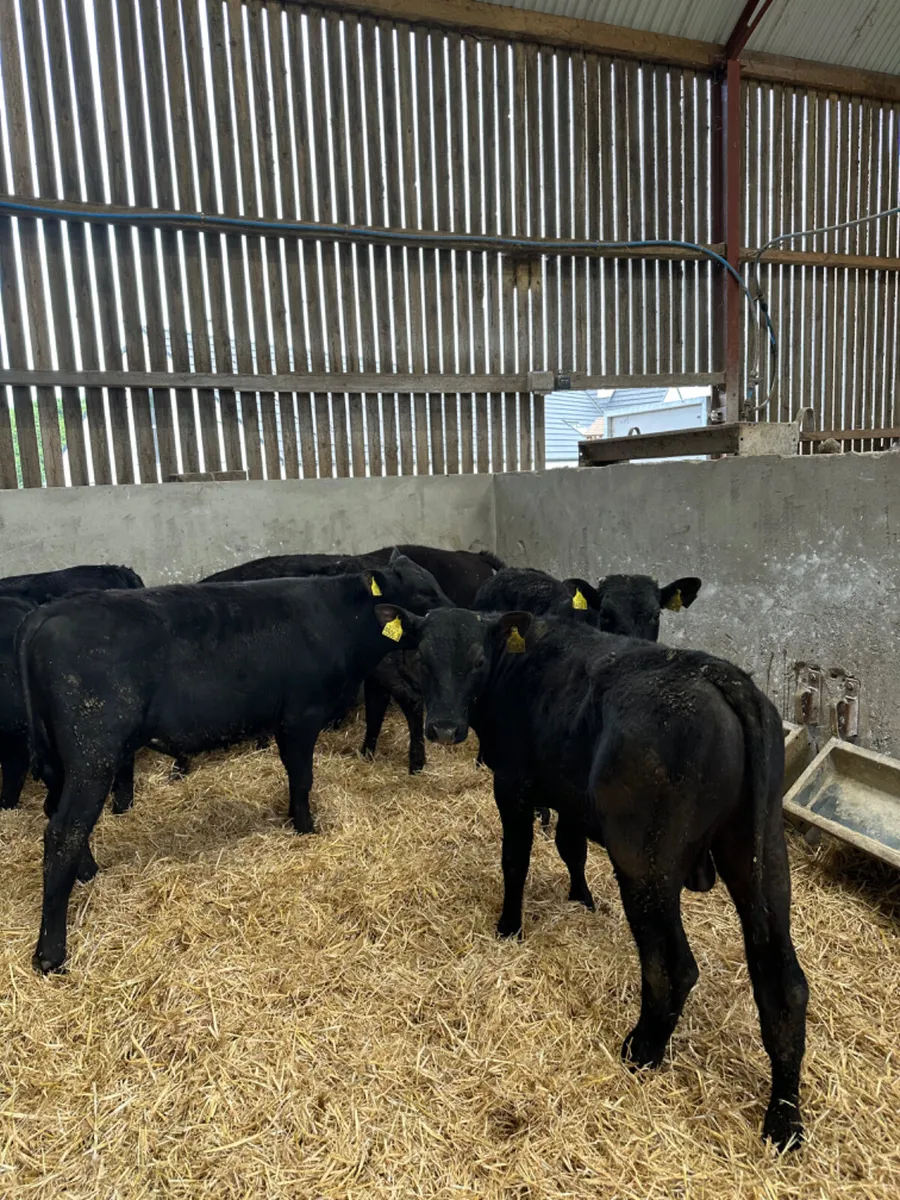 Angus and lim bulls - Image 2
