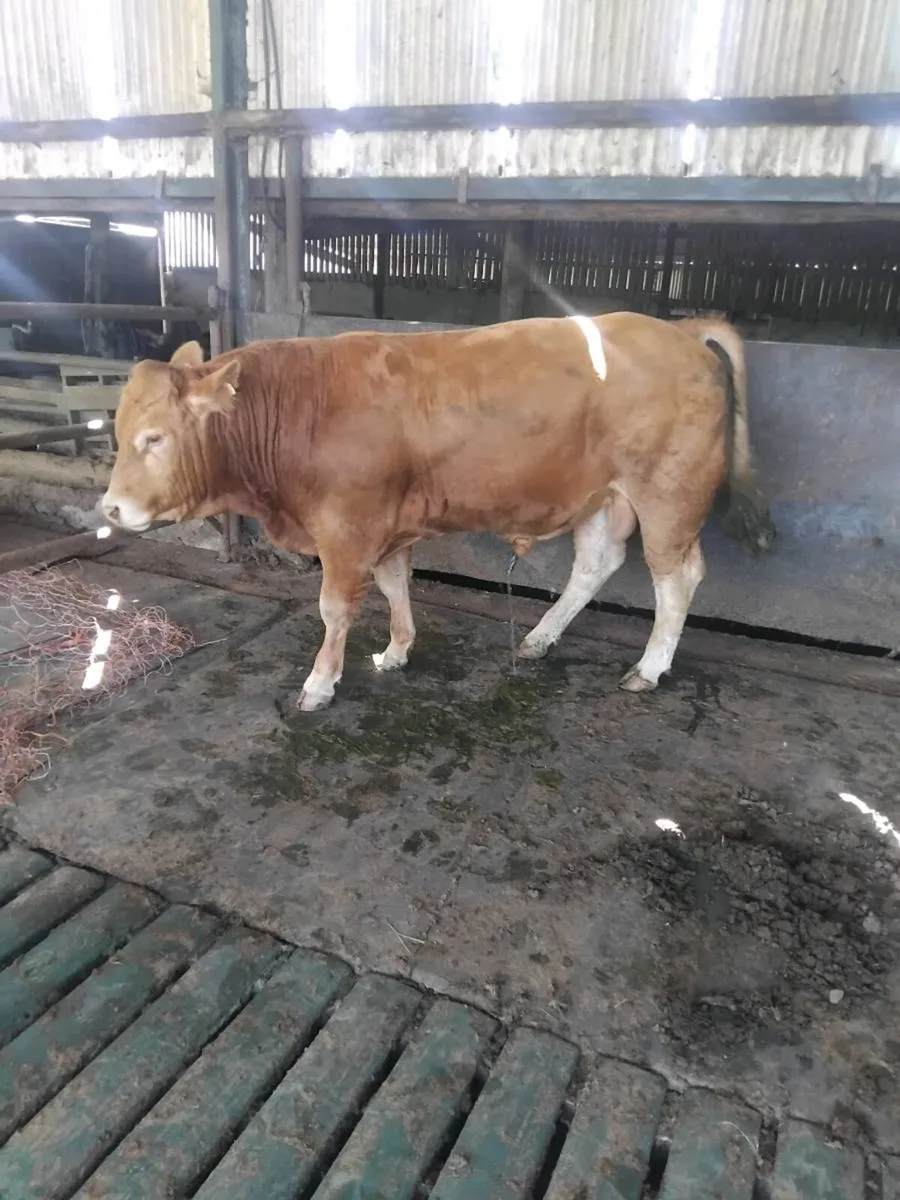 Limousin Bull - Image 1