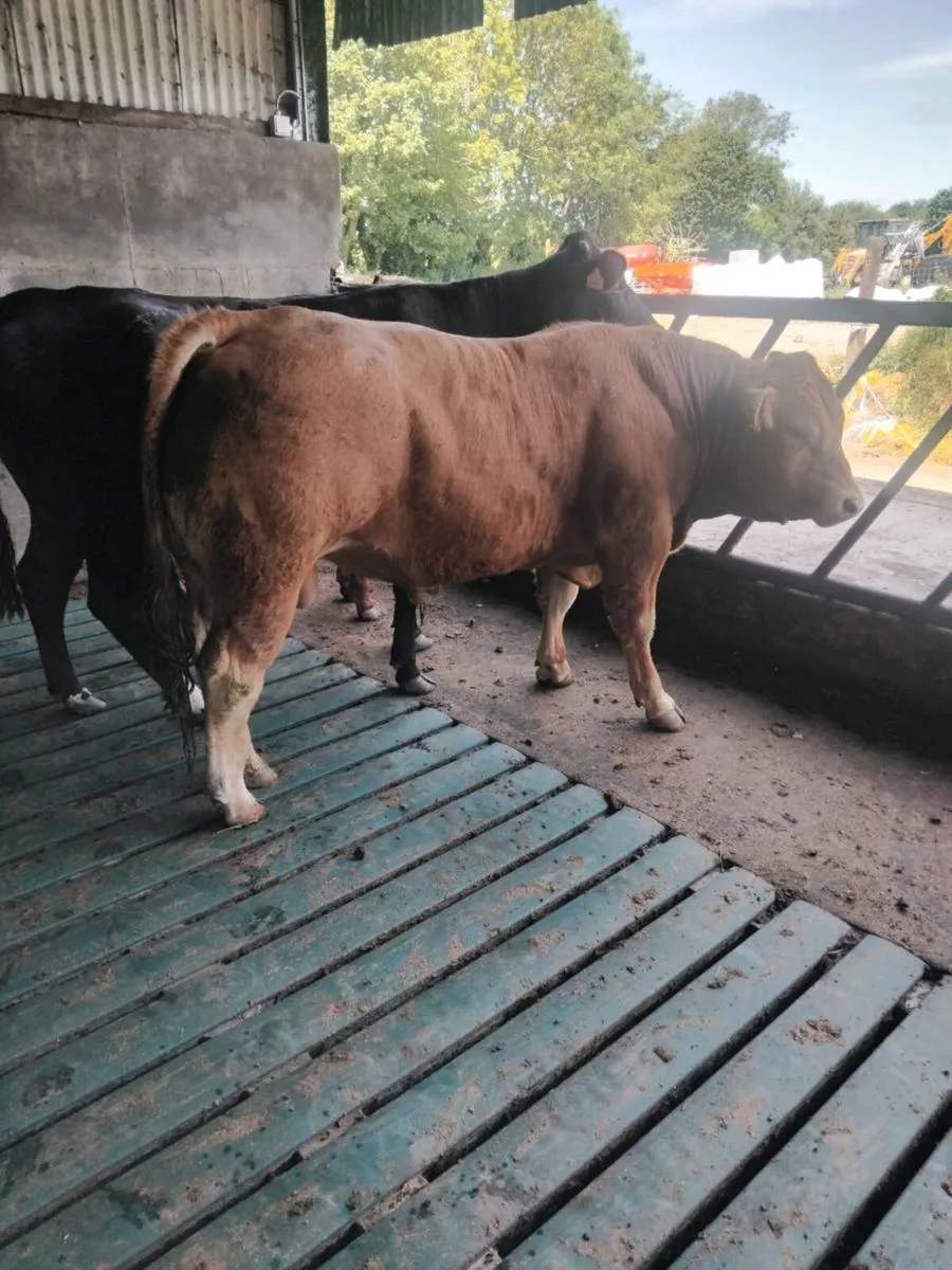 Limousin Bull - Image 4