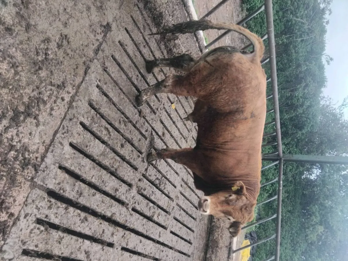 Limousin Bull - Image 2