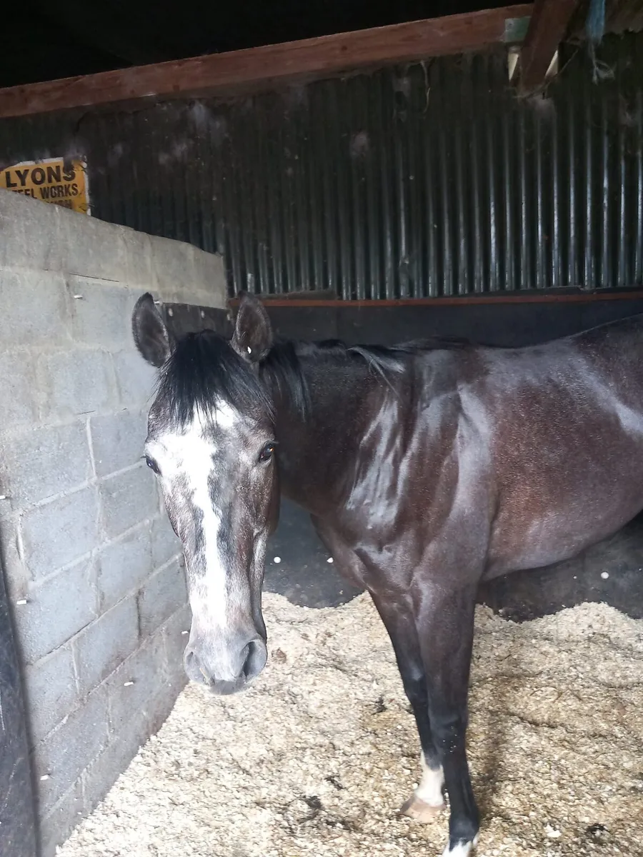 3 yr old gelding - Image 1