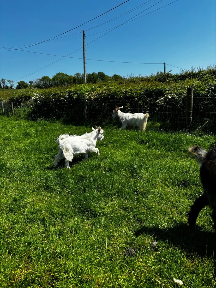Pygmy bucks for sale - Image 4