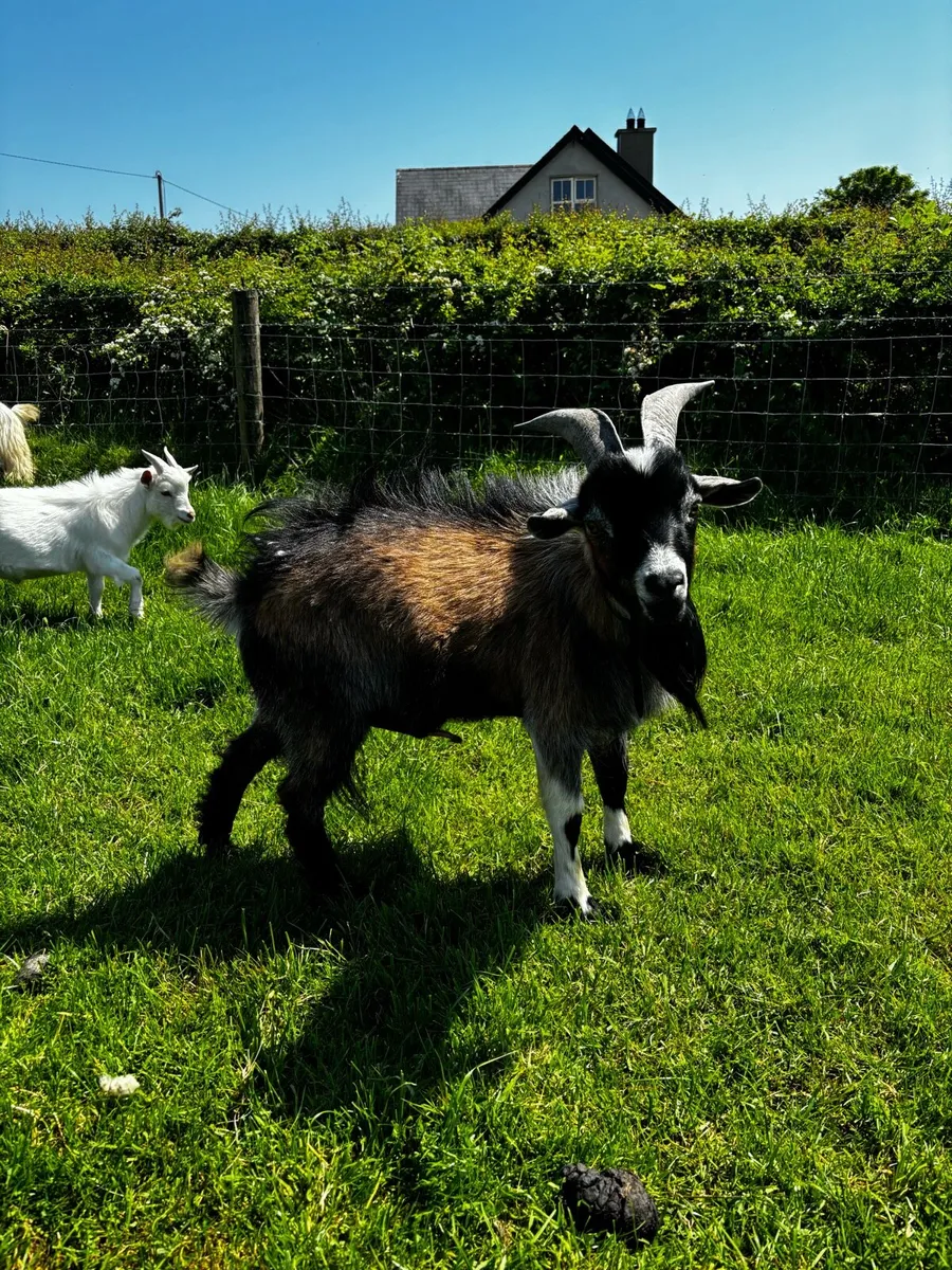 Pygmy bucks for sale - Image 1