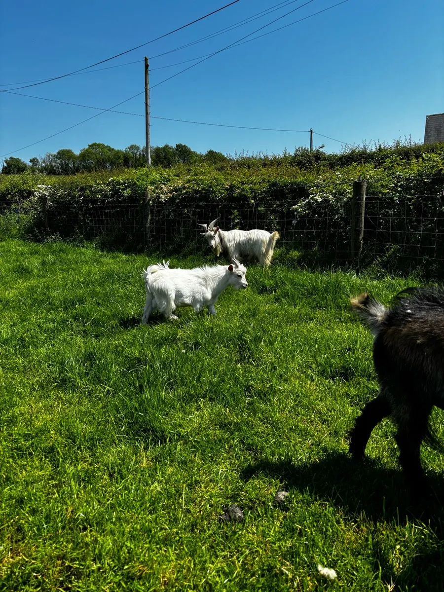 Pygmy bucks for sale - Image 2