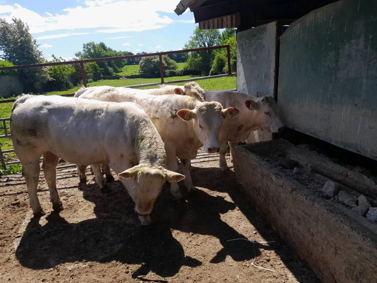 Charolais bulls - Image 2