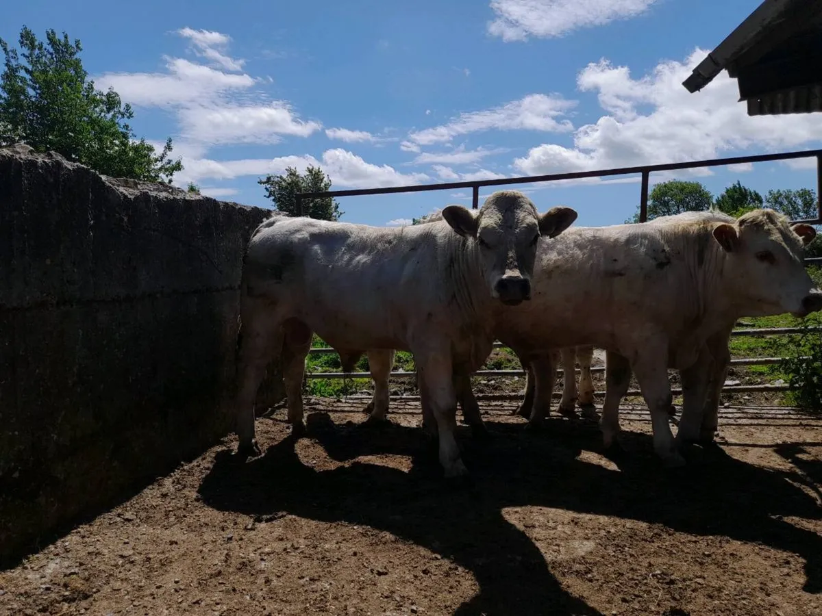 Charolais bulls - Image 3