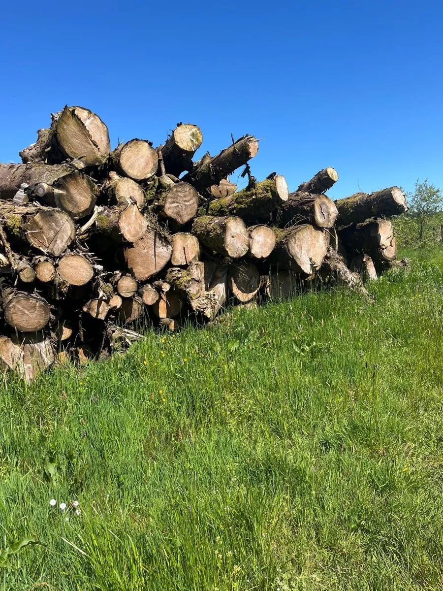 Timber for sale - Image 2