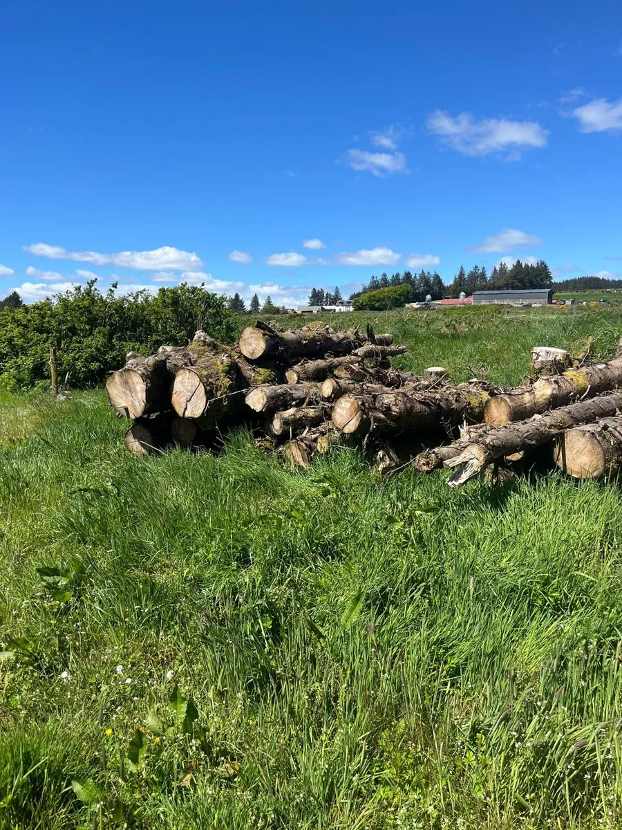 Timber for sale - Image 4