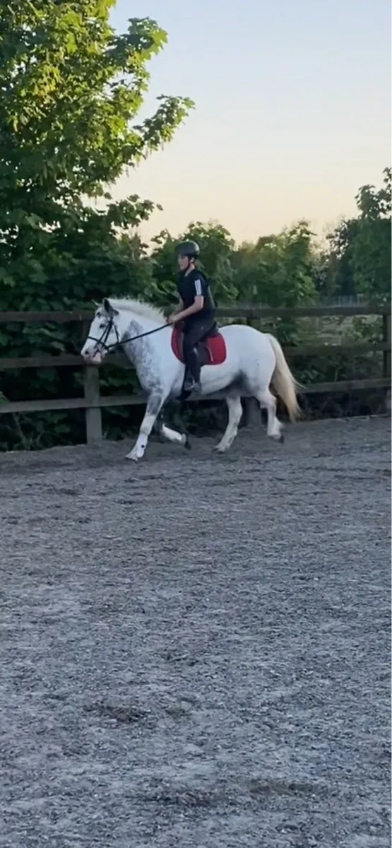 6yo mare - Image 4