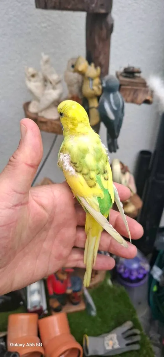 Budgie - Image 3