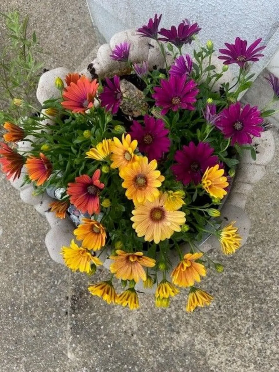 Flower Pots - Image 3