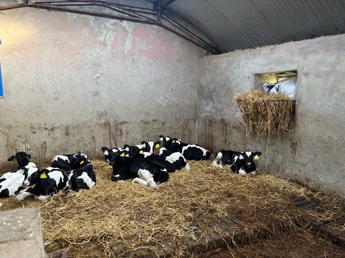 Fr Heifer Calves