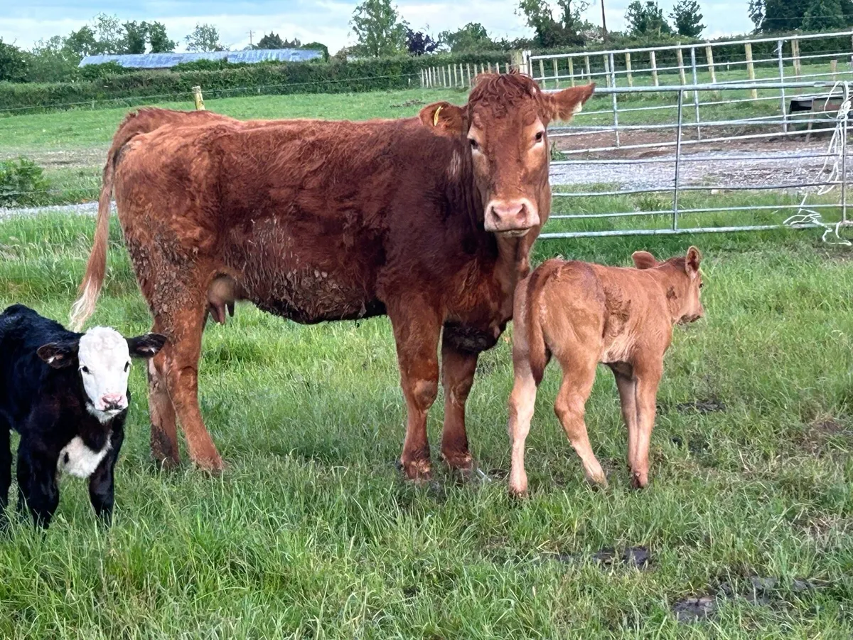 8 first calved red limousine heifers - Image 3