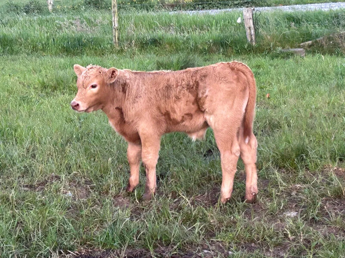 8 first calved red limousine heifers - Image 4