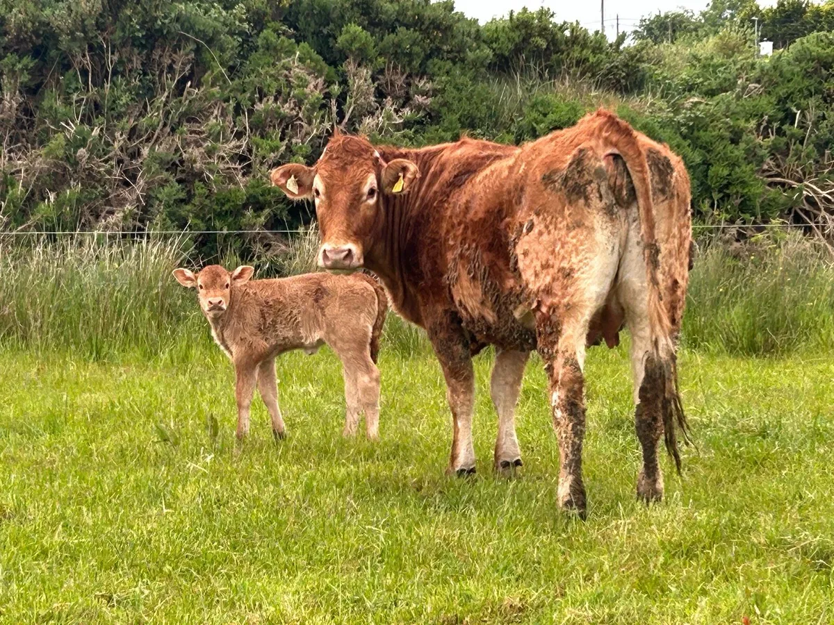 8 first calved red limousine heifers - Image 2