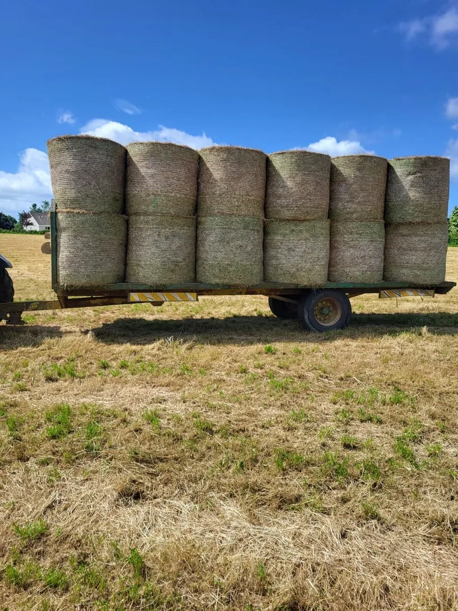Hay - Image 2