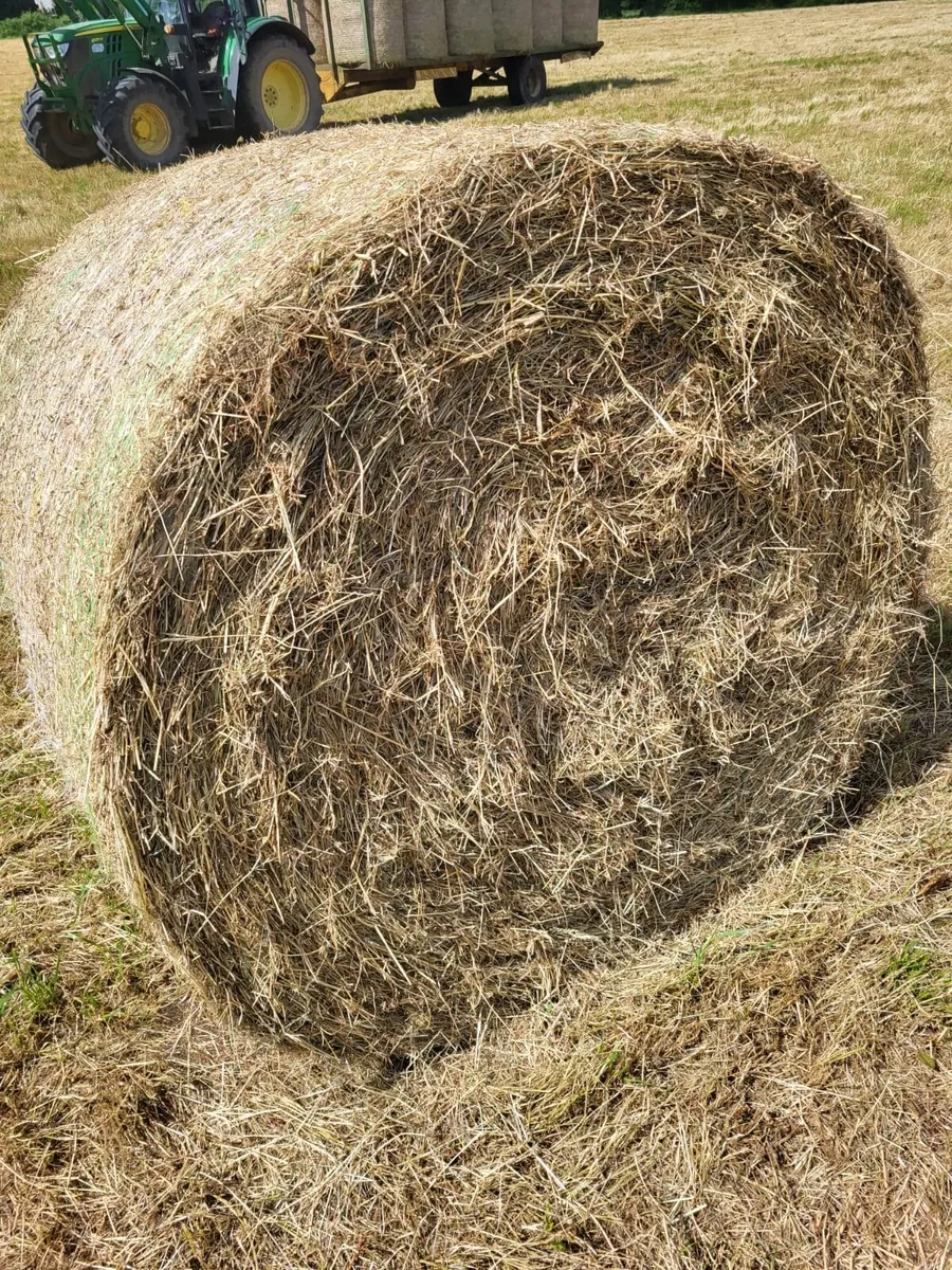 Hay - Image 1