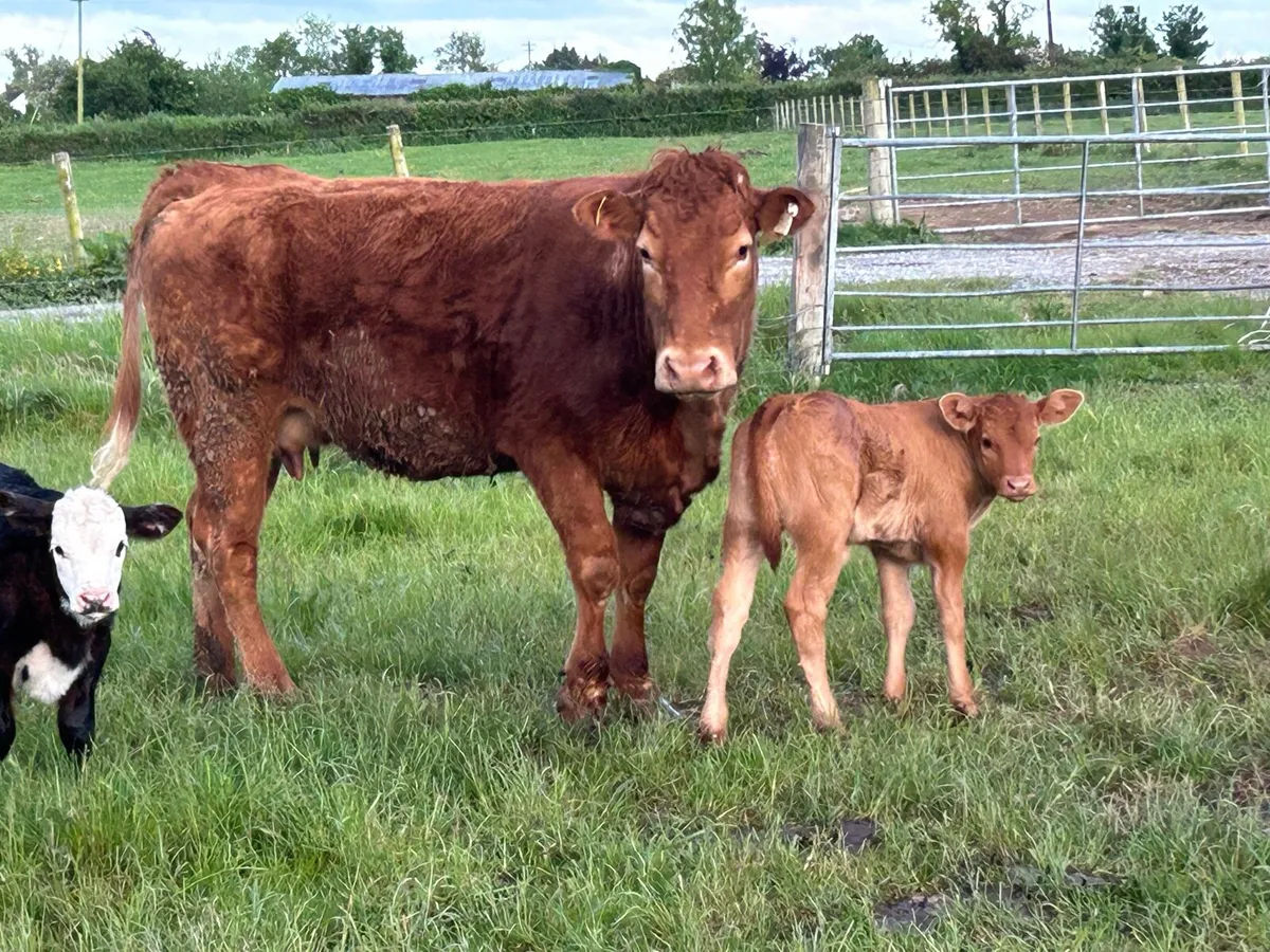 8 first calved red limousine heifers - Image 1