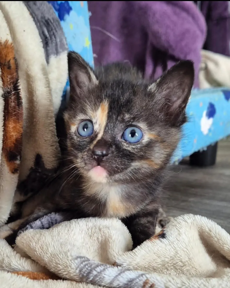 Kitten available 10 weeks old - Image 2